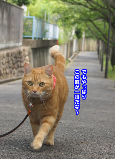 sanpo8181.jpg