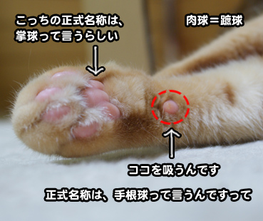 cyuu3799.jpg