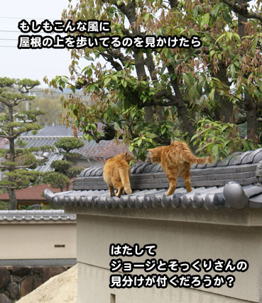 sokuri2590.jpg