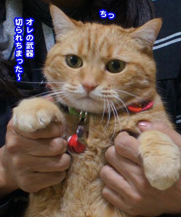 tume2011.jpg