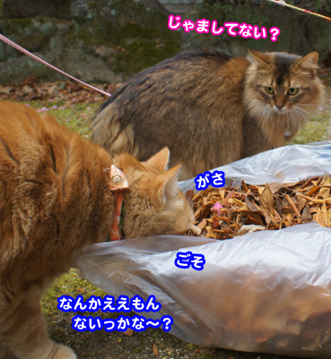 souji5358.jpg