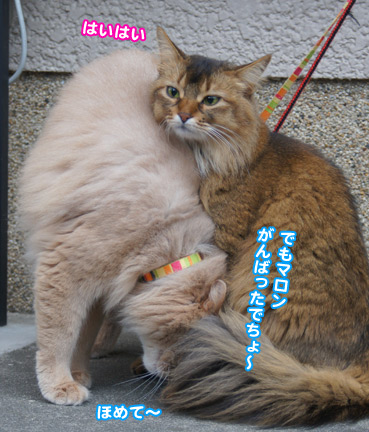 katou5782.jpg