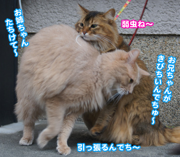 katou5783.jpg