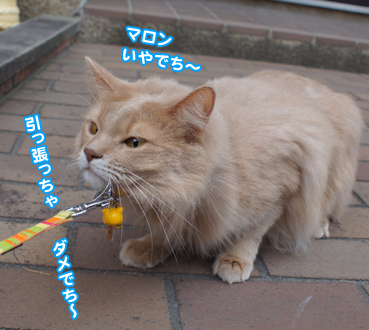 katou3688.jpg