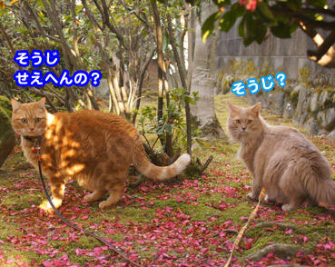 sazanka5685.jpg