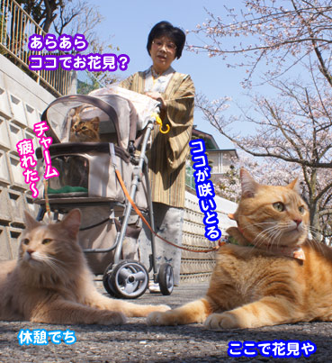 sakura2_8417.jpg