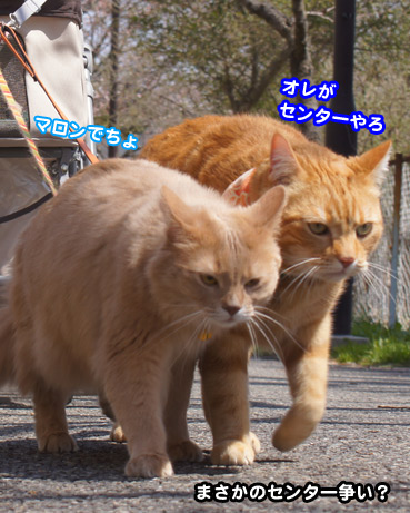 sakura2_8354.jpg
