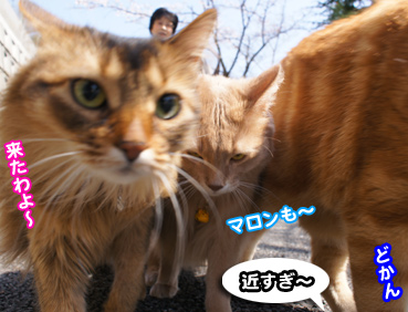 sakura2_8362.jpg
