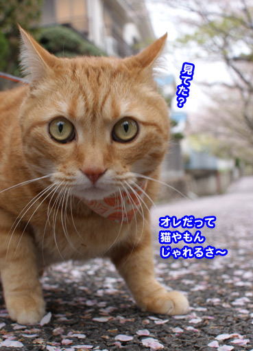 chiri2949.jpg