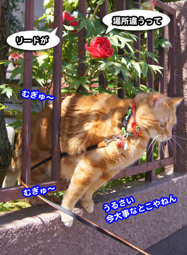 botan9627.jpg