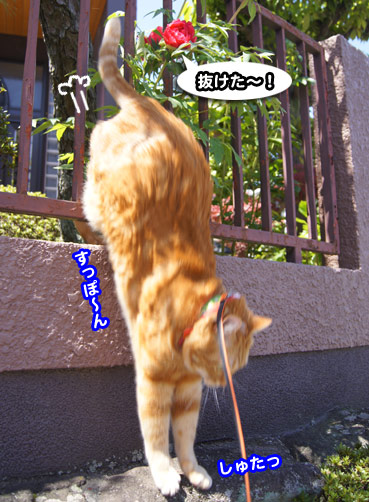 botan9659.jpg