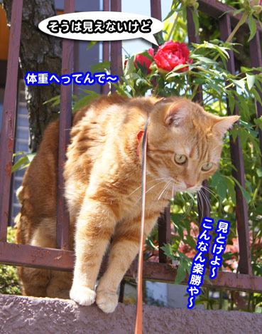 botan9651.jpg