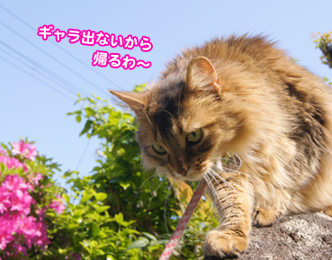 tutuji0320.jpg