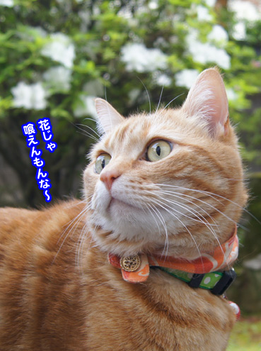 tutuji0018.jpg