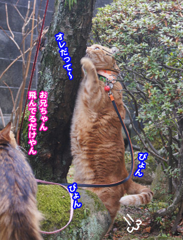 kinobori5248.jpg