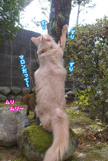 kinobori5298.jpg