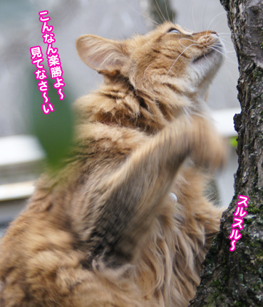 kinobori5262.jpg