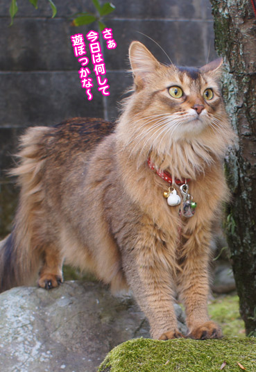kinobori5286.jpg
