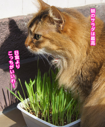 kinkan8132.jpg
