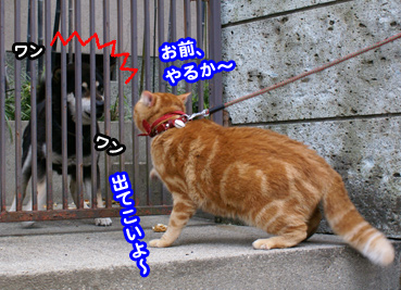 inu02367.jpg