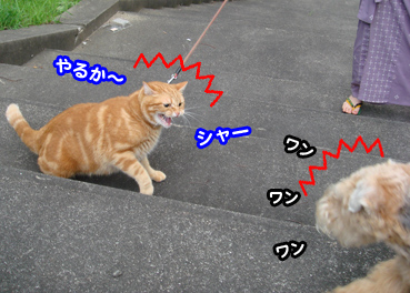 inu501.jpg