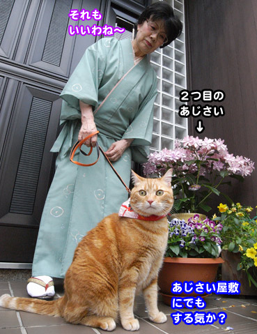 ajisai11389.jpg