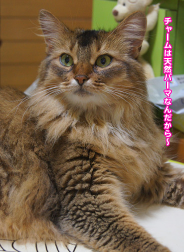 natufuku0246.jpg
