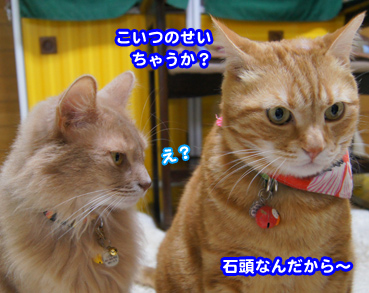 gotun9037.jpg
