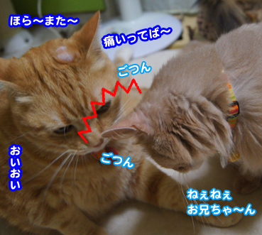 gotun9965.jpg