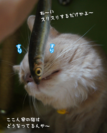 iwasi4695.jpg