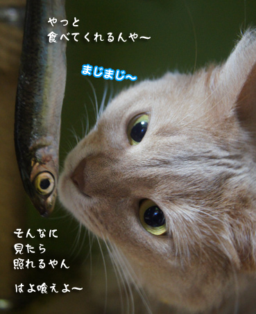 iwasi4691.jpg
