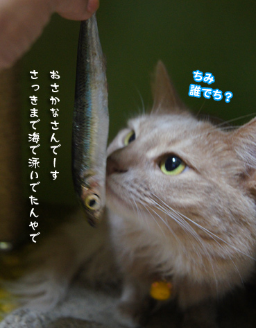 iwasi4685.jpg