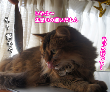iwasi4684.jpg