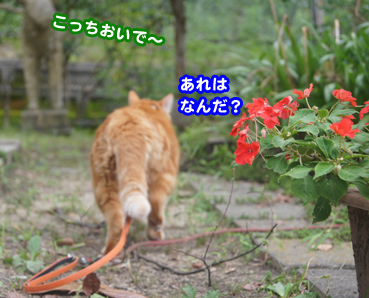gakou4587.jpg