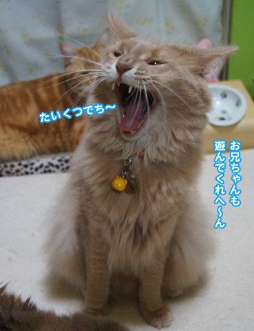 ame3642.jpg