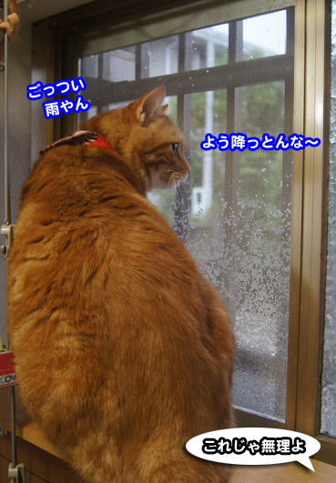 ame5465.jpg