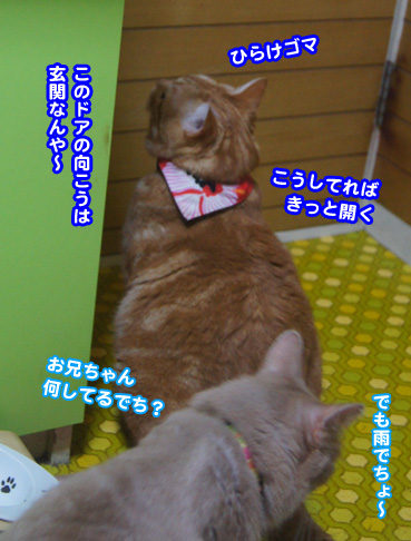 ame5468.jpg
