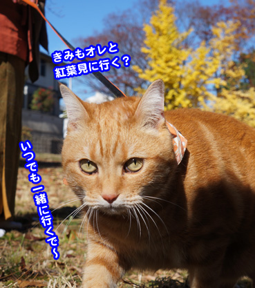 kouyo3558.jpg