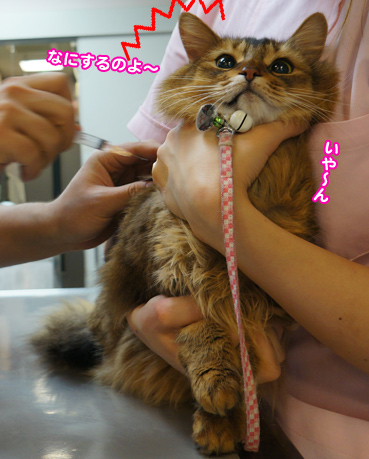 chiku3426.jpg