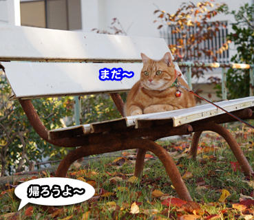 ochiba2672.jpg
