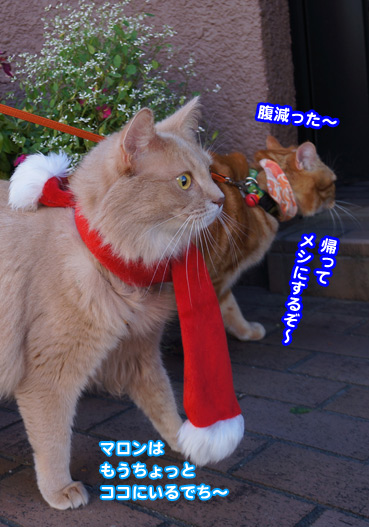 xmas3876.jpg