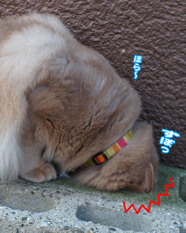 zubo0176.jpg