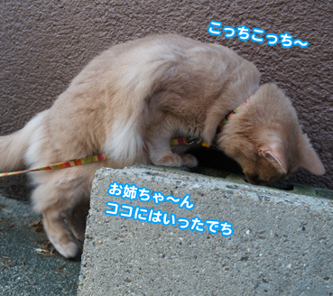 zubo0175.jpg