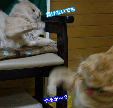 4276.gif