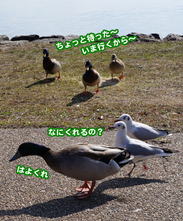 1903 琵琶湖の鴨 お散歩大好き猫ブログ
