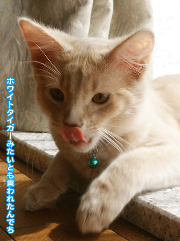 inu7684.jpg
