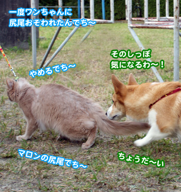 inu00145.jpg