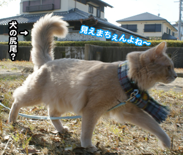 inu03844.jpg