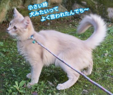 inu7592.jpg
