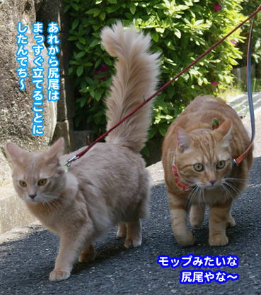 inu1103.jpg